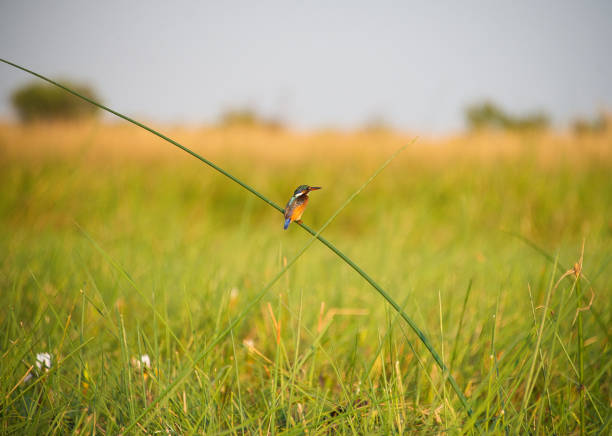 Beautiful bird in the Okavango delta