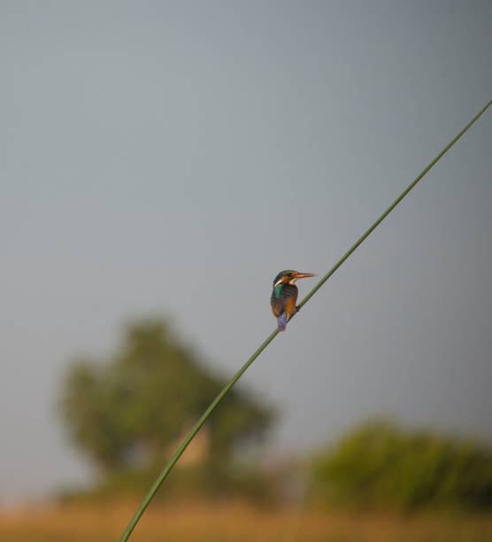 istock Malachite Kingfisher in the evening sun 2203215854