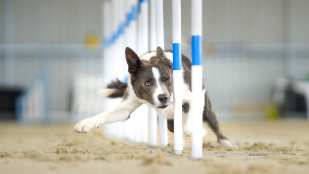 istock Border Collie weaving through the agility poles 2203216415