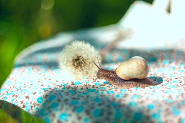 snail and fluffy dandelion in the sunny light.