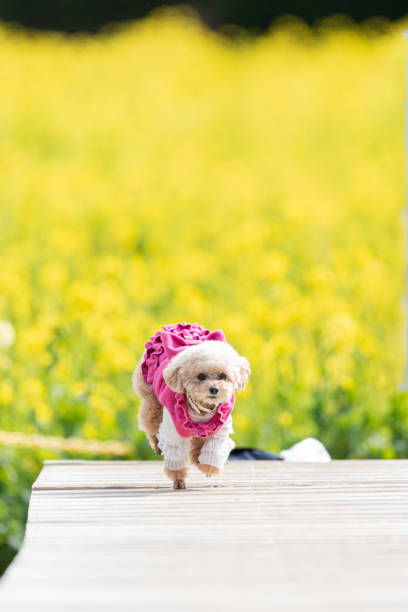 Cute pet dog running on the sidewalk