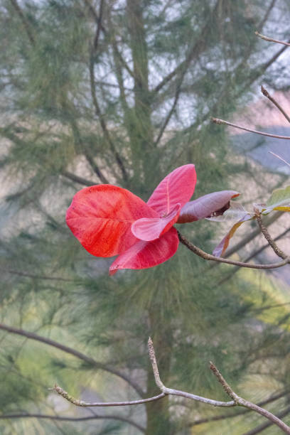 A leaf is a principal appendage of the stem of a vascular plant, usually borne laterally aboveground and specialized for photosynthesis.