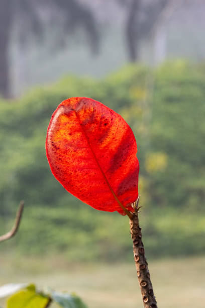 bright red leaves on a shrub isolated on a natural background in India