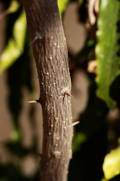 brown stem vine bougainvillea branch with sharp thorns in dappled shade and sunlight isolated on a natural background