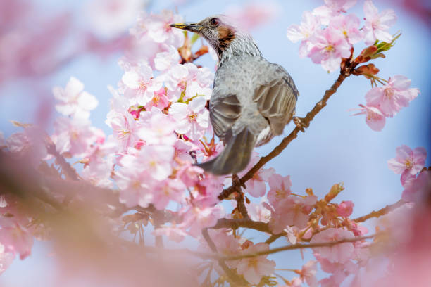 istock Brown-eared bulbul and Kawazu cherry blossoms 2203222385