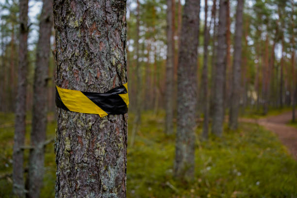 A tree wrapped with black and yellow caution tape in a dense forest, serving as a warning or boundary marker in nature.