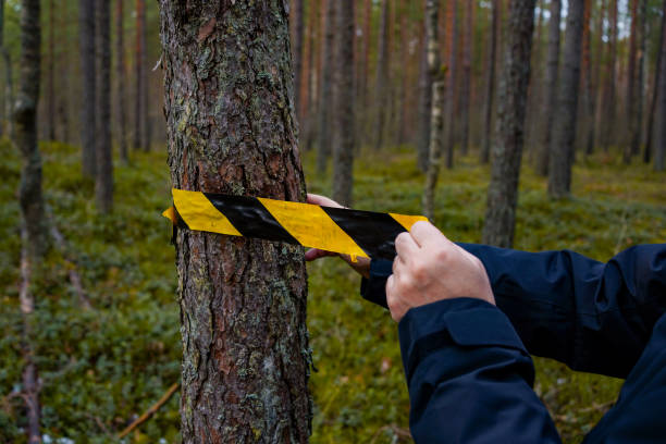 istock A person in a black jacket tying black and yellow caution tape around a tree in a dense forest, indicating danger or restriction. 2203222814