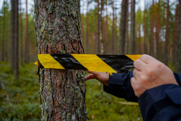 istock A person in a black jacket tying black and yellow caution tape around a tree in a dense forest, indicating danger or restriction. 2203222815