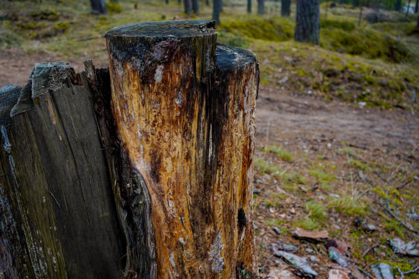 istock Broken tree trunk in the forest, showing visible cracks and damage, detailed wood texture reflecting the natural power and decomposition processes in the woodland ecosystem. 2203222819
