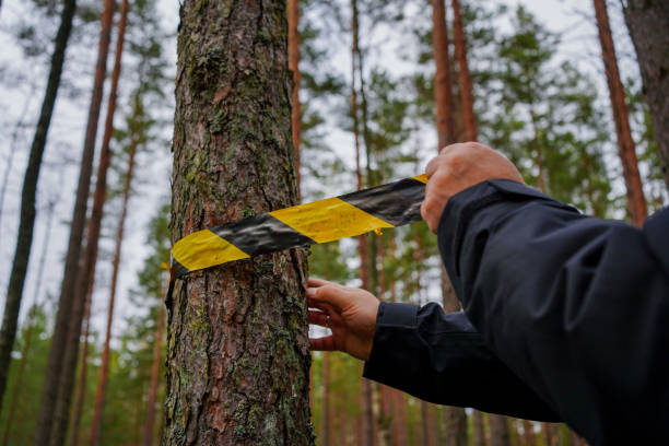 istock A person in a black jacket tying black and yellow caution tape around a tree in a dense forest, indicating danger or restriction. 2203222823