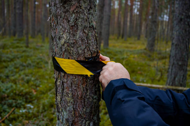 istock A person in a black jacket tying black and yellow caution tape around a tree in a dense forest, indicating danger or restriction. 2203222837