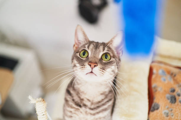 istock Playful cat engaging with toy, showing curiosity and joy 2203223918