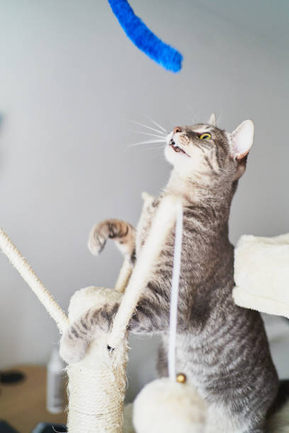 istock Cat trying to catch a blue toy on a cat tree 2203223943