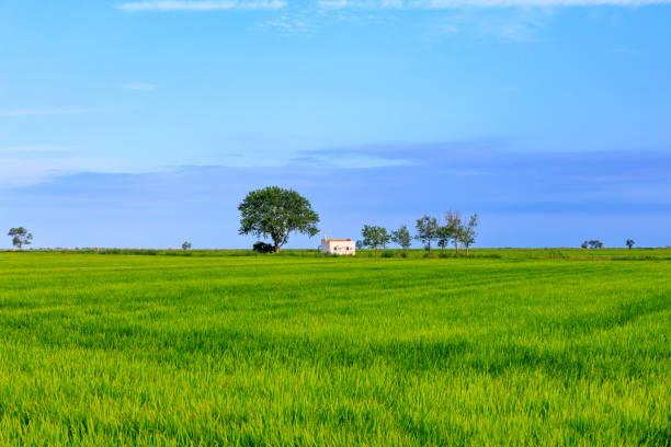 The Ebro Delta turns green in summer, when the rice is at its most colourful