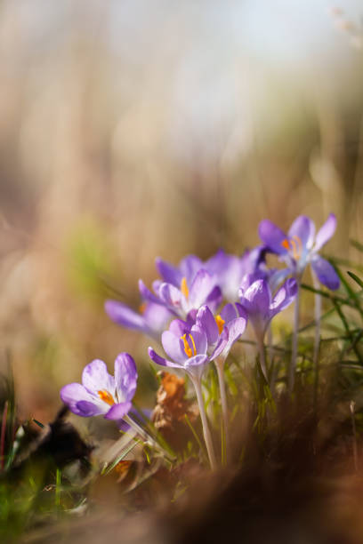 istock Beautiful cluster of purple crocus flowers 2203225985