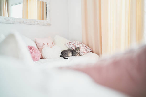 Grey tabby cat lies peacefully on a comfortable sofa adorned with pink and white pillows, enjoying a quiet moment of relaxation in a cozy bedroom setting