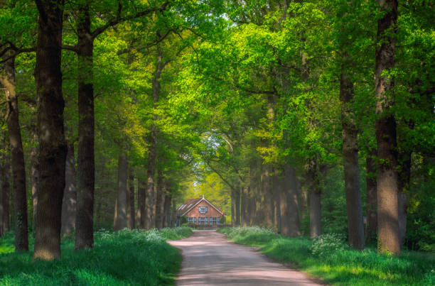 A picturesque country road winds through a lush green forest tree tunnel, leading to a charming wooden cottage nestled among towering trees. Dappled sunlight filters through the dense foliage, casting soft shadows on the ground and highlighting the vibrant spring greenery. The rustic traditional Dutch house complete with a traditional Dutch flag, exudes warmth and tranquility, making it an inviting retreat in the heart of nature. A serene escape for nature lovers and countryside explorers