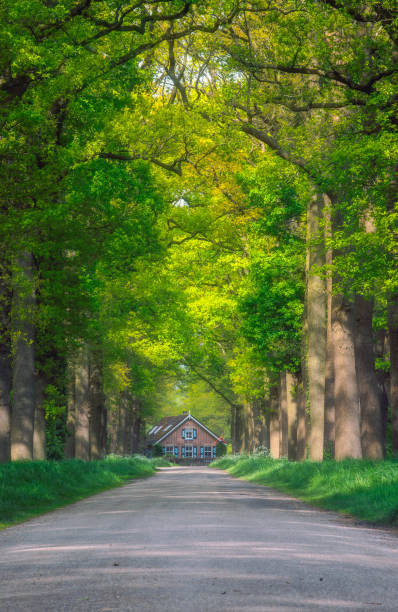 A picturesque country road winds through a lush green forest tree tunnel, leading to a charming wooden cottage nestled among towering trees. Dappled sunlight filters through the dense foliage, casting soft shadows on the ground and highlighting the vibrant spring greenery. The rustic traditional Dutch house complete with a traditional Dutch flag, exudes warmth and tranquility, making it an inviting retreat in the heart of nature. A serene escape for nature lovers and countryside explorers