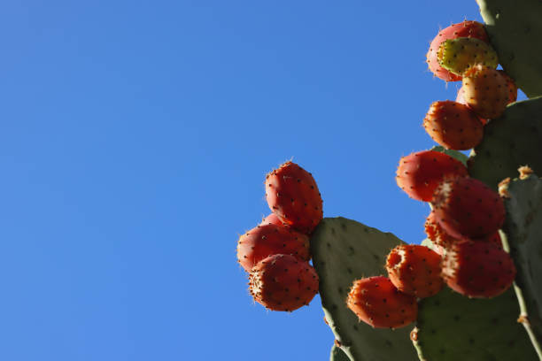 Prickly pear (genus Opuntia) against blue sky. Cactus grown in Australia for flavorful fruit. Become invasive species. Larvae of Cactoblastis cactorum moth from Argentina, used in biological control. Copy space