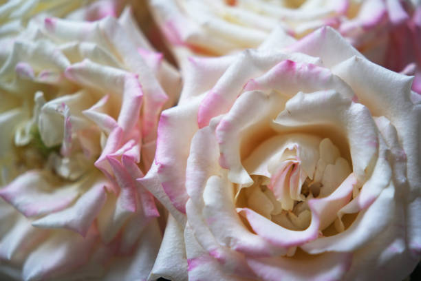 Raindrops on a lovely pink hybrid tea rose