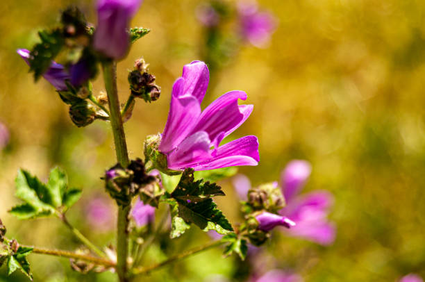 Wild mallow flower in the field. Branch with flowers and yellowish green bokeh