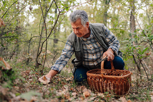 istock Senior man picking mushrooms in forest with wicker basket 2203232549