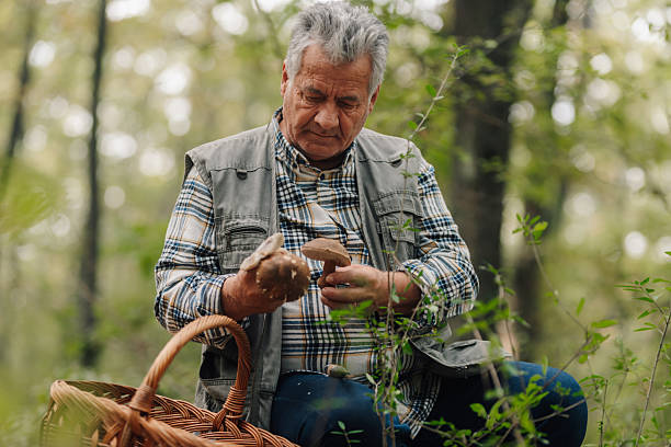 istock Senior mycologist examining wild mushrooms in forest 2203232726