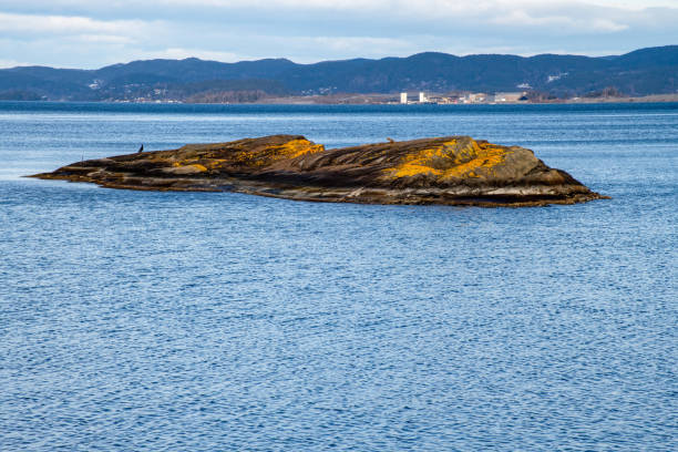 Single cormorant in the distance sitting on a tiny lichen covered island in the Oslofjord.
