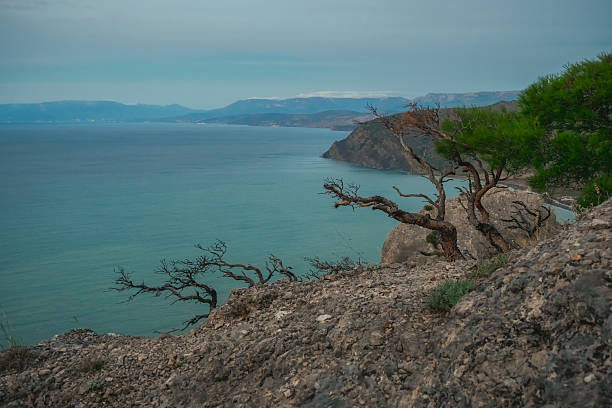 Twilight Black Sea and branches trees on the cliff. Spectacular old tree on a cliff against the background of the sea. Early morning minimalistic marine landscape.