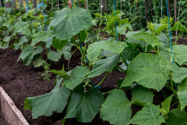 istock the process of growing cucumbers in the garden 2203236775