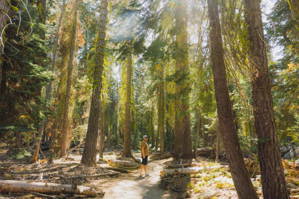 Side view of a male traveller in cap walking at scenic footpath between pine trees during summer sunny day  in Yosemite National Park, California, the United States
