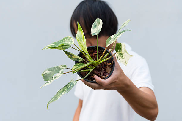 istock Closeup to philodendron emerald queen in the pot 2203238493