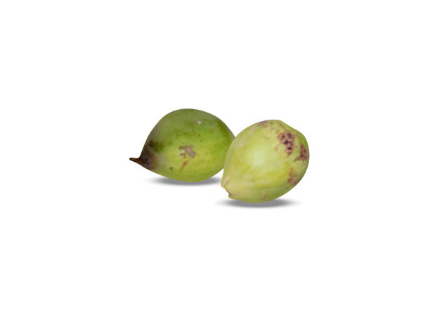 istock Madhuca longifolia or madhuka fruits 2203239397