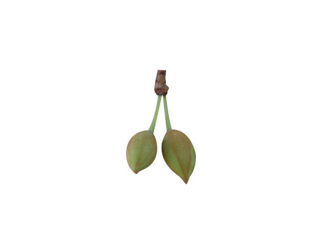 Madhuca longifolia or madhuka fruits isolated on white background