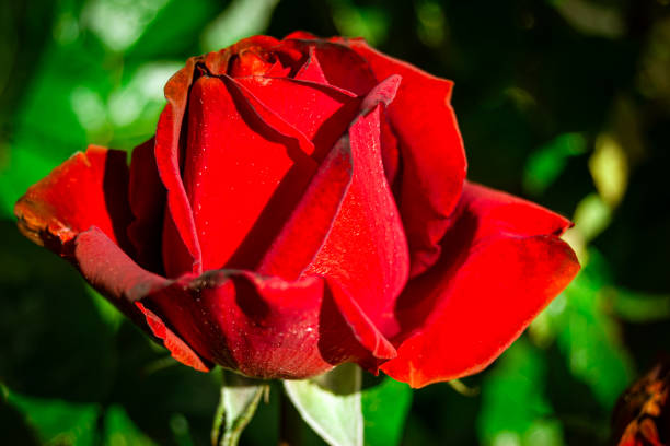 Close-up of red rose with green background. Red petals that appear velvety