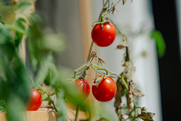 istock Ripe Red Tomatoes Growing on Vine in a Home Garden with Sunlight 2203245874
