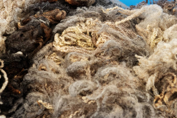 istock sheeps wool fleece after the sheep was shorn 2203246361