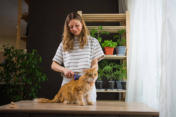 istock Woman brushing ginger cat at home with plants on shelving 2203246927