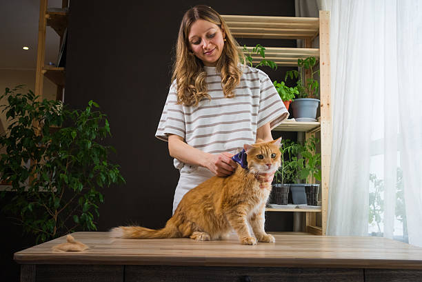 istock Woman combing her ginger cat at home on a table 2203247191