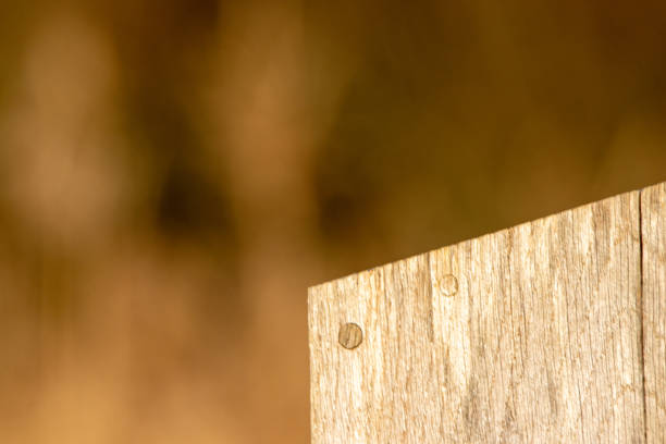 White painted wooden background.