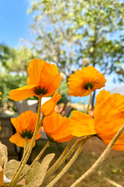 istock Bright Yellow Flowers in a Lush Garden 2203248093