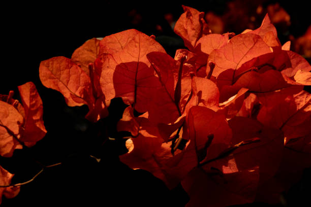 The orange bougainvillea flowers exposed to the morning sunlight, making them look attractive and aesthetic.