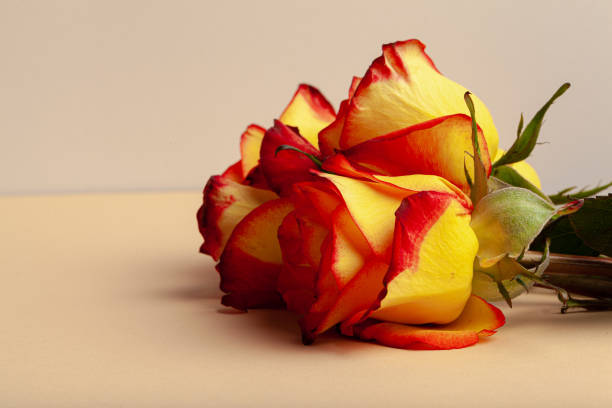 Fresh roses flowers. Flowers background close up