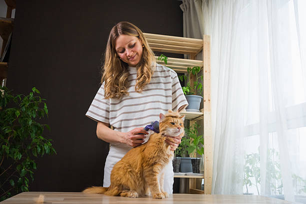 istock Woman brushing a ginger cat at home on a table 2203248281