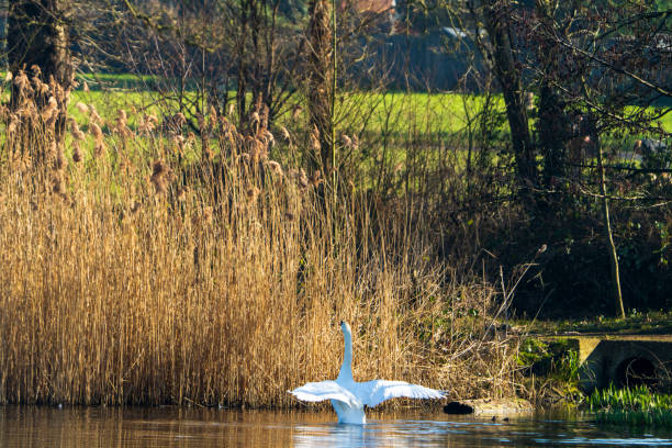 Swan in Highams Park Lake