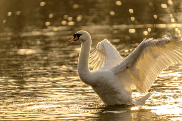 istock Swan in Highams Park Lake 2203248675
