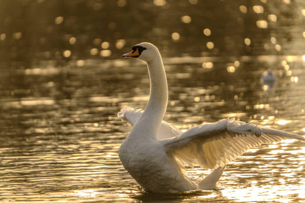Swan in Highams Park Lake