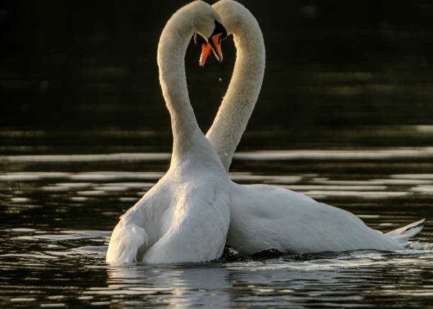 Swan in Highams Park Lake