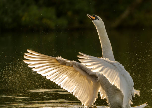 istock Swan in Highams Park Lake 2203248854