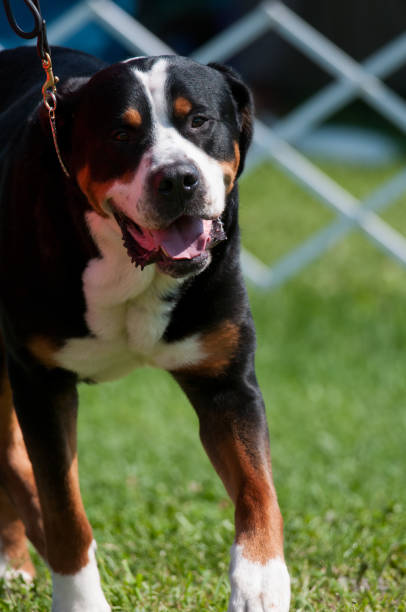 Greater Swiss Mountain Dog walking towards camera at a dog show